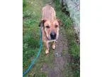 Adopt Willow a Shar Pei  Mixed dog in Duncan BC (15567784)