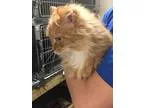 Adopt Miss Kitty a Orange or Red (Mostly) Domestic Longhair  Mix