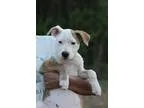 Adopt Bernadette a White - with Tan Yellow or Fawn Labrador Retr