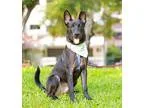 Unknown-Labrador Retriever Mix DOG FOR ADOPTION RGADN-348546 - B