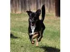 Adopt 61532 Happy a Tricolor (TanBrown and Black and White) Terr