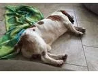 Basset Hound DOG FOR ADOPTION RGADN-217371 - Copper (Joy s Frien