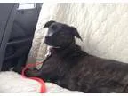 Adopt Benny a Boston Terrier Harrier
