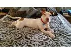 Adopt Mia a Boston Terrier Pit Bull Terrier