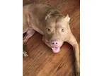 Unknown-Staffordshir e Bull Terrier Mix DOG FOR ADOPTION RGADN-8