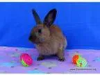 Adopt Lamborghini a OtherUnknown Mixed (short coat) rabbit in S