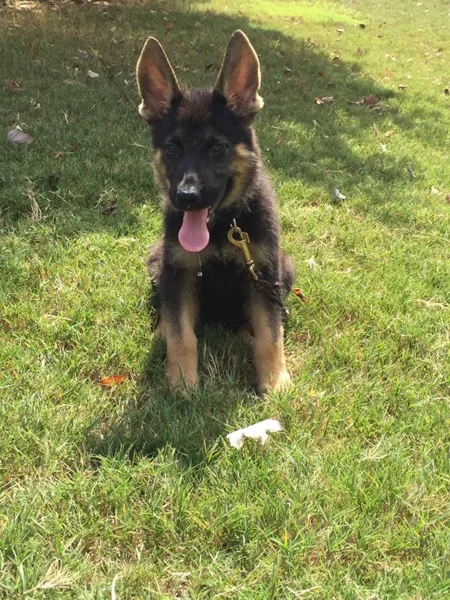 German Shepherd Puppies Super Litter