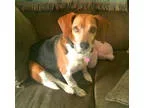 Beagle DOG FOR ADOPTION RGADN-342645 - Ryder - Beagle (short coa