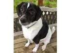 Adopt KODA a Border Collie  Hound (Unknown Type)  Mixed dog in N