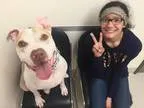 Unknown-American Pit Bull Terrier Mix DOG FOR ADOPTION RGADN-733