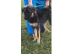 Adopt Baby Reece a Belgian Shepherd Malinois