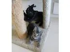Adopt Fargo and Audi a Spotted TabbyLeopard Spotted Bengal (shor