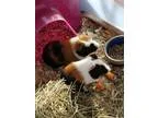 Adopt Frank and Floyd a Multi Guinea Pig small animal in St Paul