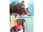 Boxer DOG FOR ADOPTION RGADN-325463 - Nakita - Boxer  American P