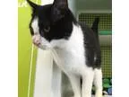 Adopt Butter a Black and White or Tuxedo Domestic Shorthair  Mix