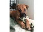 German Shepherd Dog DOG FOR ADOPTION RGADN-362825 - Heartley - C