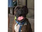 Boxer DOG FOR ADOPTION RGADN-348971 - Tucker - Boxer (short coat