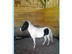 Show Prospect Miniature Pony
