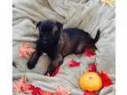 Belgian Malinois PUPPY FOR SALE ADN- - Home and personal se