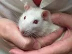 Adopt Remy a Rat