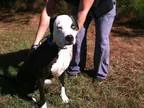 Adopt Dizzy a Brindle - with White Pit Bull Terrier  Mixed dog i
