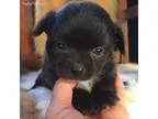 Teacup Bull