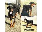 Doberman Pinscher DOG FOR ADOPTION RGADN-187627 - Dobbie - Dober