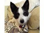 Adopt Trixie a Black - with White Cairn Terrier  Fox Terrier (Wi