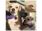 Adopt Dottie a Norwich Terrier