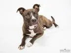 Labrador Retriever DOG FOR ADOPTION RGADN-328339 - DAMON - Labra