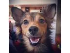 Unknown-Papillon Mix DOG FOR ADOPTION RGADN-328601 - Lieutenant 