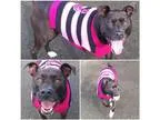 Adopt OPU a Pit Bull Terrier  Labrador Retriever  Mixed dog in N