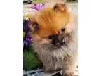 lovely tiny teacup pom puppies for sale