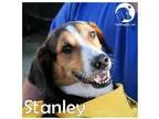 Adopt Stanley a Tricolor (TanBrown and Black and White) Beagle  