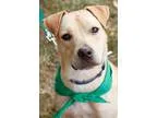 Adopt Cutie a TanYellowFawn Labrador Retriever  Mixed dog in Was
