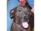 Adopt Piper a Pit Bull Terrier