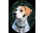Adopt Gracie a White - with Tan Yellow or Fawn Pointer  Hound (U
