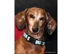 Adopt Tootsie RollMini Cooper pair 250 fee a Dachshund