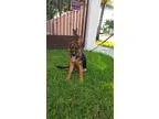German Shepherd Dog PUPPY FOR SALE ADN-18339 - Highest Quality G