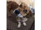 Adopt Loki - NEEDS FOSTER a TanYellowFawn - with White Beagle  M