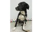 Labrador Retriever-Basset Hound Mix DOG FOR ADOPTION RGADN-31872