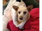 Dorgi DOG FOR ADOPTION RGADN-49838 - Missy - Corgi  Dachshund  M