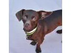 Dachshund DOG FOR ADOPTION RGADN-361167 - Lindor - Dachshund Dog