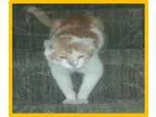 Adopt Baxter a Domestic Medium Hair - orange and white