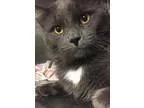 Adopt Thomas-Meet me at Pet Supplies Plus in Bedford a Domestic 