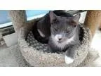 Adopt Socks a Domestic Short Hair - gray and white