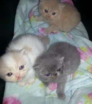 Socialized Persian kittens for sale