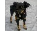 Adopt Carly a Terrier