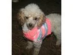 Poodle (Miniature) DOG FOR ADOPTION RGADN-357584 - Kapers - Pood