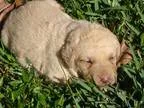 Chesapeake Bay Retriever PUPPY FOR SALE ADN-17966 - Lady CBR AKC